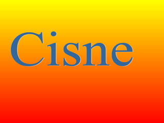 Cisne 