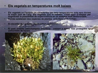 Els vegetals en temperatures molt baixes Els vegetals en l'antàrtic es caracteritza per tenir temperatures sota zero durant la major part de l’any. Els vegetals que hi habiten  s’han agut d’adaptar per augmentar la possibilitat de supervivència en un ambient molt desfavorable. Només existeixen dos espècies de plantes  amb flors a l'Antàrtida: El clavetito de l'antàrtic (colobanthus quitensis) El past antàrtic (deschampsia antartica)  creixen a zones mes protegides en comunitats de  liquens. 