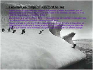 Els animals en temperatures molt baixes A terra ferma només viuen els  pingüins Emperador y Adelia. Las demés aus no passen de la costa. Fa tan de fred que ni tan sols hi ha microbis, en canvi, sí hi ha mamífers acúatics com: balenes, dofins, … Els animals  que viuen en llocs freds no necessiten res per calentar-se ja que el seu cos està perfectament adaptat a aquestes condicions. Alguns animals  per no tenir fred es resguarden en forats de tronc o de pedres. La majoria dels animals que viuen en aquesta zona no necessiten resguardar-se del fred ja  que sota la seva pell tenen una gran capa de grassa y un extens pelatge. 