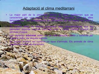 Adaptació al clima meditarrani   La major part de la península Ibèrica te clima mediterrani que es caracteritza per una època de sèquia que coincideix amb las altes temperatures. Las precipitacions es concentren en los meses de tardor y primavera.. En aquest clima les plantes presenten unes característiques que les permeten suportar aquests períodes secs y càlids tractant d’evitar las pèrdues d’aigua.  Las espècies  arbóreas  solen ser de fulla perenne, petita y coriácea per suportar millor las sèquies estivals. En aquest ambient sol haver-hi tot tipus d’animals. Els animals de clima mediterrani solen ser herbívors. 