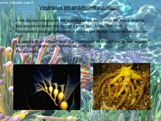 Vegetales en ambientes aquaticos A les aigües oceaniques les algues son els exponents del regne vegetal. Les algues no tenen cos format d’arrel, tija , fulles, flor i fruit. Normalment están enganxades a roques per resistir l’acció de les oles del mar. La vegetació en aquest tipus d’ambients son molt variades, ja que segons on es trovin tenen caracteristiques diferents. Per exemple:  