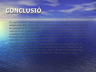 CONCLUSIÓ En aquest treball  hem aconseguit entendre  la importància del medi en les adaptacions dels éssers vius. Podem deduir que la adaptació consisteix en un ajustament de l’organisme al medi ambient, tant en les seves funcions com en el seu comportament. Des de un altre punt de vista, la adaptació es considera com una variació heretada o una combinació de característiques heretades que augmenten les probabilitats del organisme per sobreviure i reproduir-se en determinats ambients.  En aquest treball hem aconseguit entendre que las adaptacions de un organisme a un medi determinat són processos lents i complexos que donen com a resultat que els éssers vius es formin o desarrollin òrgans adequats que els permeteixin realitzar la vida en aquests espais. 