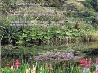 Les plantes es poden classificar en: Terrestres: Viuen en la superfície terrestre. Tenen arrels que penetren al terra per obtindre aigua Aquàtiques: Es troben en llacs, rius i mars. Obtenen l'aigua que necessiten per viure directament del medi. 