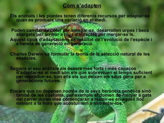 Com s’adapten Els   animals i les plantes tenen diferents recursos per adaptar-se quan es produeix una variació en el medi. Poden canviar de color per amagar-se, desarrollen urpes i becs allargats per arribar a nius d’insectes per menjar-se’ls. Aquest tipus d'adaptacions es resultat de l’evolució de l’espècie i s'hereta de generació en generació. Charles Darwin va formular la teoria de la selecció natural de les espècies. Segons el seu anàlisis els éssers mes forts i més capaços d’adaptar-se al medi son els que sobreviuen el temps suficient per reproduir-se, son ells els qui deixen els seus gens per a generacions futures . Encara que no depenen només de la seva herència genètica sinó també de les costums, per exemple si domen de menjar a gats del carrer duran dies començaran a reunir-se en aquell lloc miolant a la hora que acostumem a alimentar-los. 