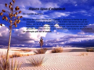 Alguns tipus d’adaptació Els vegetals al desert: Els clima del desert imposa als vegetals la adaptació a terres de gran sequedat, manca de pluges i a climes d’altes temperatures pel dia i baixes per la nit. Els vegetals en aquestes zones tenen arrels molt extenses i superficials per absorbir l’aigua, que acumulen en tiges grosses en forma cilíndrica i poc ramificades per evitar la deshidratació. Un exemple pot ser el cactus. 