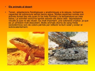Els animals al desert Tenen  adaptacions fisiològiques y anatòmiques a la sèquia, incloent la capacitat de sobreviure sense beure aigua. Moltes espècies només son actives durant les nits quan hi ha més humitat y la temperatura es mes baixa. La activitat nocturna també redueix els atacs dels  depredadors visuals ja que no els veuen. Es molt important  una coloració críptica  ja que es un ambient molt descobert. Molts animals diürns de sang freda (ectodèrmics) son de colors pàl·lids per reflectir la llum solar y evitar el sobrecalentament.  