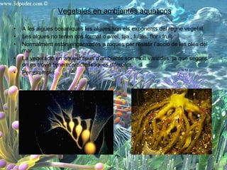 A les aigües oceaniques les algues son els exponents del regne vegetal. Les algues no tenen cos format d’arrel, tija , fulles, flor i fruit. Normalment están enganxades a roques per resistir l’acció de les oles del mar. La vegetació en aquest tipus d’ambients son molt variades, ja que segons on es trovin tenen caracteristiques diferents. Per exemple:  Vegetales en ambientes aquaticos 