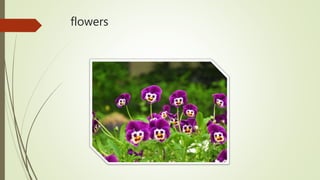 flowers
 