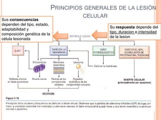 PRINCIPIOS GENERALES DE LA LESIÓN
Sus consecuencias
dependen del tipo, estado,
adaptabilidad y
composición genética de la
célula lesionada

CELULAR
Su respuesta depende del
tipo, duracion e intensidad
de la lesion

 