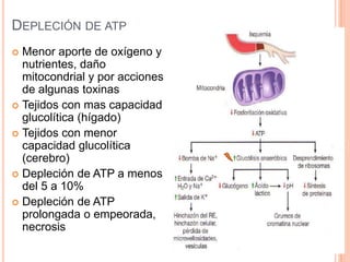 DEPLECIÓN DE ATP
Menor aporte de oxígeno y
nutrientes, daño
mitocondrial y por acciones
de algunas toxinas
 Tejidos con mas capacidad
glucolítica (hígado)
 Tejidos con menor
capacidad glucolítica
(cerebro)
 Depleción de ATP a menos
del 5 a 10%
 Depleción de ATP
prolongada o empeorada,
necrosis


 