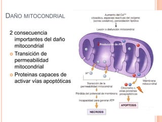 DAÑO MITOCONDRIAL
2 consecuencia
importantes del daño
mitocondrial
 Transición de
permeabilidad
mitocondrial
 Proteinas capaces de
activar vías apoptóticas

 