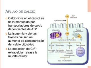 AFLUJO DE CALCIO
Calcio libre en el citosol se
halla mantenido por
transportadores de calcio
dependientes de ATP
 La isquemia y ciertas
toxinas causan un
aumento de concentración
del calcio citosólico
 La depleción de Ca2+
extracelular retrasa la
muerte celular


 