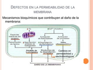 DEFECTOS EN LA PERMEABILIDAD DE LA
MEMBRANA
Mecanismos bioquímicos que contribuyen al daño de la
membrana:

Cambios en
permeabilidad y
electrofisiológicos

 