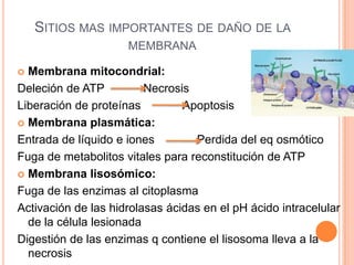 SITIOS MAS IMPORTANTES DE DAÑO DE LA
MEMBRANA
Membrana mitocondrial:
Deleción de ATP
Necrosis
Liberación de proteínas
Apoptosis
 Membrana plasmática:
Entrada de líquido e iones
Perdida del eq osmótico
Fuga de metabolitos vitales para reconstitución de ATP
 Membrana lisosómico:
Fuga de las enzimas al citoplasma
Activación de las hidrolasas ácidas en el pH ácido intracelular
de la célula lesionada
Digestión de las enzimas q contiene el lisosoma lleva a la
necrosis


 