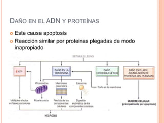 DAÑO EN EL ADN Y PROTEÍNAS
Este causa apoptosis
 Reacción similar por proteinas plegadas de modo
inapropiado


 