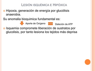 LESIÓN ISQUÉMICA E HIPÓXICA
Hipoxia, generación de energía por glucólisis
anaerobia.
Su anomalia bioquimica fundamental es:


Aporte de Oxígeno


Deleción de ATP

Isquemia compromete liberación de sustratos por
glucolisis, por tanto lesiona los tejidos más deprisa

 
