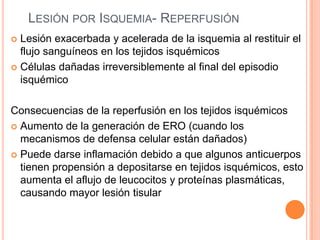 LESIÓN POR ISQUEMIA- REPERFUSIÓN
Lesión exacerbada y acelerada de la isquemia al restituir el
flujo sanguíneos en los tejidos isquémicos
 Células dañadas irreversiblemente al final del episodio
isquémico


Consecuencias de la reperfusión en los tejidos isquémicos
 Aumento de la generación de ERO (cuando los
mecanismos de defensa celular están dañados)
 Puede darse inflamación debido a que algunos anticuerpos
tienen propensión a depositarse en tejidos isquémicos, esto
aumenta el aflujo de leucocitos y proteínas plasmáticas,
causando mayor lesión tisular

 
