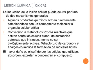 LESIÓN QUÍMICA (TOXICA)
La inducción de la lesión celular puede ocurrir por uno
de dos mecanismos generales
1. Algunos productos químicos actúan directamente
combinándose con un componente molecular u
organela celular crítica
2. Conversión a metabolitos tóxicos reactivos que
actúan sobre las células diana, de sustancias
químicas que intrínsecamente no son
biológicamente activas. Tetracloruro de carbono y el
analgésico implica la formación de radicales libres
El mayor daño es el sufrido por las células que utilizan,
absorben, excretan o concentran el compuesto

 