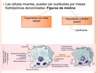 

Las células muertas, pueden ser sustituidas por masas
fosfolipidícas denominadas: Figuras de mielina
Fagocitados por otras
células

Degradados a ácidos
grasos

calcificarse

 