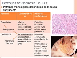PATRONES DE NECROSIS TISULAR


Patrones morfológicos dan indicios de la causa
subyacente

Necrosis

Coagulativa

Gangrenosa
Liquefactiva

Gangrena
Humeda

Característica
en

Patrones
morfológicos

Infartos
(todos los
órganos sólidos
excepto cerebro)

Proteólisis
bloqueada
Arquitectura
celular basica
preservada

Inf. Bacterianas o
fúngicas focales
Muerte hipóxica
de células en el
SNC

Microbios
estimulan la
acumulación de
células
inflamatorias y
las enzimas de
los leucocitos
digieren (licuan)
el tejido
Presencia de pus

 