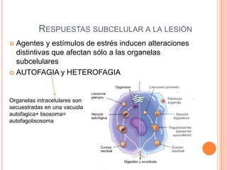 RESPUESTAS SUBCELULAR A LA LESIÓN
Agentes y estímulos de estrés inducen alteraciones
distintivas que afectan sólo a las organelas
subcelulares
 AUTOFAGIA y HETEROFAGIA


Organelas intracelulares son
secuestradas en una vacuola
autofagica+ lisosoma=
autofagolisosoma

 