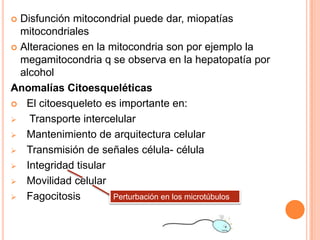 Disfunción mitocondrial puede dar, miopatías
mitocondriales
 Alteraciones en la mitocondria son por ejemplo la
megamitocondria q se observa en la hepatopatía por
alcohol
Anomalías Citoesqueléticas
 El citoesqueleto es importante en:

Transporte intercelular
 Mantenimiento de arquitectura celular
 Transmisión de señales célula- célula
 Integridad tisular
 Movilidad celular
Perturbación en los microtúbulos
 Fagocitosis


 