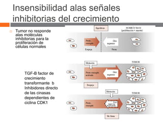 Insensibilidad alas señales
    inhibitorias del crecimiento
   Tumor no responde
    alas moléculas
    inhibitorias para la
    proliferación de
    células normales




         TGF-B factor de
         crecimiento
         transformante b
         Inhibidores directo
         de las cinasas
         dependientes de
         ciclina CDK1
 