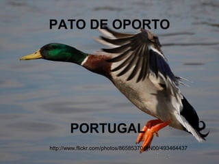 PATO DE OPORTO




       PORTUGAL
http://www.flickr.com/photos/86585370@N00/493464437
 