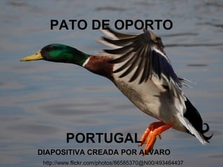 PATO DE OPORTO




         PORTUGAL
DIAPOSITIVA CREADA POR ALVARO
 http://www.flickr.com/photos/86585370@N00/493464437
 