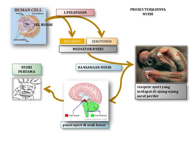 Patofisiologi nyeri, demam, serta obat analgetik