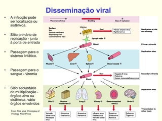 Disseminação viral
• A infecção pode
ser localizada ou
sistêmica.
• Sítio primário de
replicação - junto
à porta de entrada
• Passagem para o
sistema linfático.
• Passagem para o
sangue - viremia
• Sítio secundário
de multiplicação -
órgãos alvo ou
sistêmica, vário
órgãos envolvidos
From Flint et al Principles of
Virology ASM Press
 