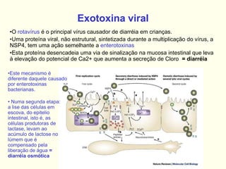 Exotoxina viral
•O rotavírus é o principal vírus causador de diarréia em crianças.
•Uma proteína viral, não estrutural, sintetizada durante a multiplicação do vírus, a
NSP4, tem uma ação semelhante a enterotoxinas
•Esta proteína desencadeia uma via de sinalização na mucosa intestinal que leva
à elevação do potencial de Ca2+ que aumenta a secreção de Cloro = diarréia
•Este mecanismo é
diferente daquele causado
por enterotoxinas
bacterianas.
• Numa segunda etapa:
a lise das células em
escova, do epitelio
intestinal, isto é, as
células produtoras de
lactase, levam ao
acúmulo de lactose no
lúmem que é
compensado pela
liberação de água =
diarréia osmótica
 