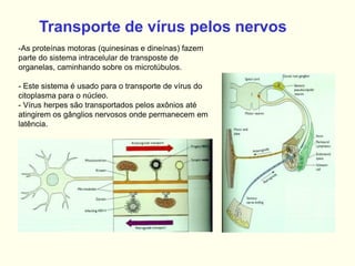 Transporte de vírus pelos nervos
-As proteínas motoras (quinesinas e dineínas) fazem
parte do sistema intracelular de transposte de
organelas, caminhando sobre os microtúbulos.
- Este sistema é usado para o transporte de vírus do
citoplasma para o núcleo.
- Vírus herpes são transportados pelos axônios até
atingirem os gânglios nervosos onde permanecem em
latência.
 