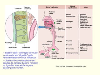 From Flint et al Principles of Virology ASM Press
– Gobbet cells - liberação de muco
- este pode ser “digerido” pela
neuraminidase do vírus Influenza.
–- Adenovírus se multiplicam em
células da camada basal e rompem
as ligações intercelulares para
passar para o lúmen.
 