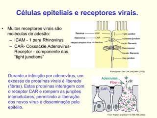 Células epiteliais e receptores virais.
• Muitos receptores virais são
moléculas de adesão:
– ICAM - 1 para Rhinovírus
– CAR- Coxsackie,Adenovirus-
Receptor - componente das
“tight junctions”
From Spear: Dev Cell 3:462-464 (2002)
Durante a infecção por adenovírus, um
excesso de proteínas virais é liberado
(fibras). Estas proteínas interagem com
o receptor CAR e rompem as junções
intercelulares, permitindo a liberação
dos novos vírus e disseminação pelo
epitélio.
From Walters et al Cell 110:789-799 (2002)
 