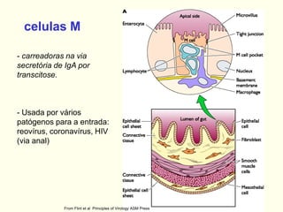 celulas M
- carreadoras na via
secretória de IgA por
transcitose.
- Usada por vários
patógenos para a entrada:
reovírus, coronavírus, HIV
(via anal)
From Flint et al Principles of Virology ASM Press
 