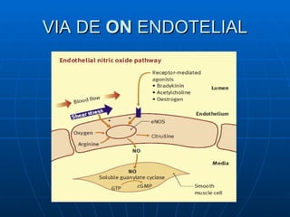 VIA DE  ON  ENDOTELIAL 