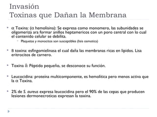 Invasión
    Toxinas que Dañan la Membrana
   α Toxina: (α hemolisina): Se expresa como monomero, las subunidades se
    oligomeriza ara formar anillos heptamericos con un poro central con lo cual
    el contenido celular se debilita.
          Plaquetas y monocitos son susceptibles (lisis osmotica)

   Β toxina: esfingomielinasa el cual daña las membranas ricas en lipidos. Lisa
    eritrocitos de carnero.

   Toxina δ: Péptido pequeño, se desconoce su función.

   Leucocidina: proteína multicomponente, es hemolítica pero menos activa que
    la α Toxina.

   2% de S. aureus expresa leucocidina pero el 90% de las cepas que producen
    lesiones dermonecroticas expresan la toxina.
 