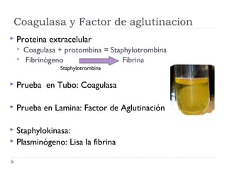 Coagulasa y Factor de aglutinacion
   Proteina extracelular
       Coagulasa + protombina = Staphylotrombina
       Fibrinògeno                  Fibrina
                  Staphylotrombina

   Prueba en Tubo: Coagulasa

   Prueba en Lamina: Factor de Aglutinación

 Staphylokinasa:
 Plasminógeno: Lisa la fibrina
 