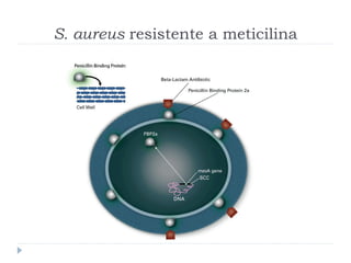 S. aureus resistente a meticilina
 