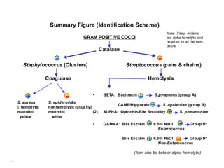 Summary Figure (Identification Scheme)
                                                                                  Note: Strep. viridans
                                  GRAM POSITIVE COCCI                             are alpha hemolytic and
                                                                                  negat ive for all t he tests
                                                                                  below
                                              Catalase
                  +
  Staphylococcus (Clusters)
                                                                       - (pairs & chains)
                                                           Streptococcus

              Coagulase                                                  Hemolysis


    +
S. aureus
                        -
               S. epidermidis
                                        •      BETA: Bacitracin
                                                                  +        S .pyogenes (group A)


 hemolytic    nonhem olytic (usua lly)
                                                      CAMP/Hippurate      +     S. agalactiae (group B)
mannitol       mannitol                 (2)    ALPHA: Optochin/Bile Solubility     +        S. pneumoniae
 yellow          white
                                        •      GAMMA: Bile Es culin      + 6.5% NaCl +             Group D*
                                                                              Enterococcus

                                                         Bile Esc ulin   + 6.5% NaCl - Group D*
                                                                             Non-Enterococcus

                                                               (*can also be beta or alpha hemolytic)
 