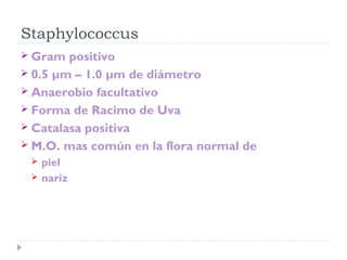 Staphylococcus
 Gram  positivo
 0.5 µm – 1.0 µm de diámetro
 Anaerobio facultativo
 Forma de Racimo de Uva
 Catalasa positiva
 M.O. mas común en la flora normal de
    piel
    nariz
 