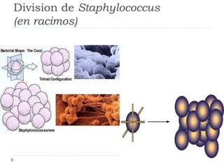 Division de Staphylococcus
(en racimos)
 