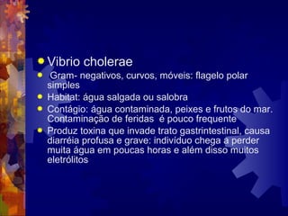  Vibrio cholerae
 Gram- negativos, curvos, móveis: flagelo polar
simples
 Habitat: água salgada ou salobra
 Contágio: água contaminada, peixes e frutos do mar.
Contaminação de feridas é pouco frequente
 Produz toxina que invade trato gastrintestinal, causa
diarréia profusa e grave: indivíduo chega a perder
muita água em poucas horas e além disso muitos
eletrólitos
 
