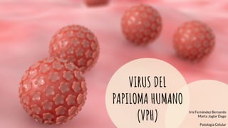 VIRUS DEL
PAPILOMA HUMANO
(VPH)
Iris Fernández Bernardo
Marta Joglar Dago
Patología Celular
 
