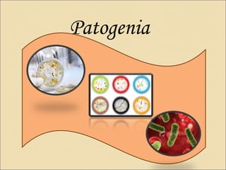 Patogenia
 