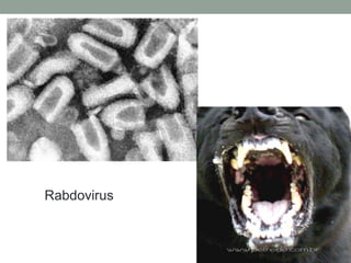 Rabdovirus
 