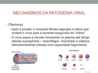MECANISMOS DA PATOGENIAVIRAL
• Flavivirus
• Após a picada, o mosquito fêmea regurgita a saliva que
contem o vírus para a corrente sanguínea da “vítima”
• O vírus passa a circular livremente no plasma até atingir
células susceptíveis – macrófagos, monócitos e sistema
reticuloendotelial (células com capacidade fagocitária)
 