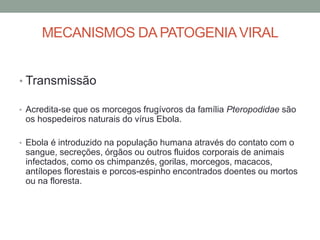 MECANISMOS DA PATOGENIAVIRAL
• Transmissão
• Acredita-se que os morcegos frugívoros da família Pteropodidae são
os hospedeiros naturais do vírus Ebola.
• Ebola é introduzido na população humana através do contato com o
sangue, secreções, órgãos ou outros fluidos corporais de animais
infectados, como os chimpanzés, gorilas, morcegos, macacos,
antílopes florestais e porcos-espinho encontrados doentes ou mortos
ou na floresta.
 