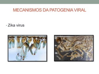 MECANISMOS DA PATOGENIAVIRAL
• Zika virus
 